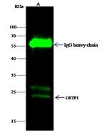 GSTP1 Antibody in Immunoprecipitation (IP)