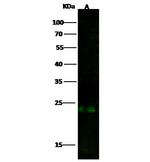 GSTP1 Antibody in Western Blot (WB)