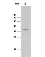 MED4 Antibody in Western Blot (WB)