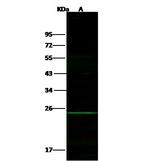 PDGF-B Antibody in Western Blot (WB)