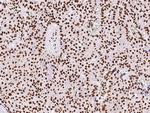 RbAp48 Antibody in Immunohistochemistry (Paraffin) (IHC (P))