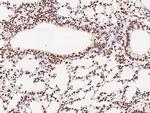 RbAp48 Antibody in Immunohistochemistry (Paraffin) (IHC (P))