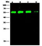 RbAp48 Antibody in Western Blot (WB)