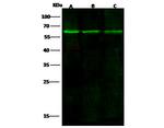 TRAF2 Antibody in Western Blot (WB)