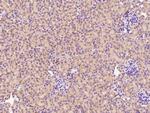 CHCHD4 Antibody in Immunohistochemistry (Paraffin) (IHC (P))