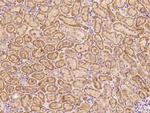 CHCHD4 Antibody in Immunohistochemistry (Paraffin) (IHC (P))