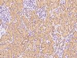 CHCHD4 Antibody in Immunohistochemistry (Paraffin) (IHC (P))