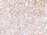 FNDC5 Antibody in Immunohistochemistry (Paraffin) (IHC (P))