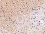 FNDC5 Antibody in Immunohistochemistry (Paraffin) (IHC (P))