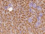 FNDC5 Antibody in Immunohistochemistry (Paraffin) (IHC (P))