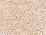 FNDC5 Antibody in Immunohistochemistry (Paraffin) (IHC (P))