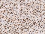 PRMT1 Antibody in Immunohistochemistry (Paraffin) (IHC (P))