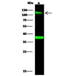 B7-H3 Antibody in Western Blot (WB)