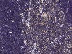 IFNA5 Antibody in Immunohistochemistry (Paraffin) (IHC (P))