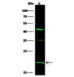 IFNA5 Antibody in Western Blot (WB)