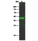 LAIR1 Antibody in Western Blot (WB)