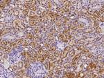 NPC2 Antibody in Immunohistochemistry (Paraffin) (IHC (P))