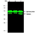 OX40 Antibody in Immunoprecipitation (IP)