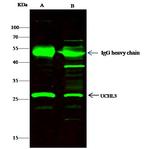 UCHL3 Antibody in Immunoprecipitation (IP)