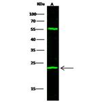 UCHL3 Antibody in Western Blot (WB)