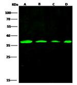 PCNA Antibody in Western Blot (WB)