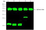 E Tag Antibody in Immunoprecipitation (IP)