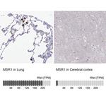 CD204 Antibody