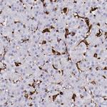 CD204 Antibody in Immunohistochemistry (Paraffin) (IHC (P))