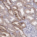 Arginase 2 Antibody in Immunohistochemistry (Paraffin) (IHC (P))