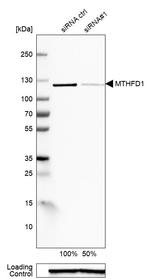 MTHFD1 Antibody