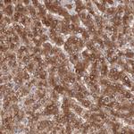 MTHFD1 Antibody in Immunohistochemistry (Paraffin) (IHC (P))