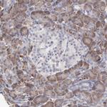 MTHFD1 Antibody in Immunohistochemistry (Paraffin) (IHC (P))