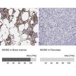 MCM5 Antibody