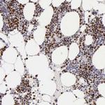 MCM5 Antibody in Immunohistochemistry (Paraffin) (IHC (P))