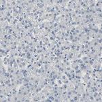 Fibulin 5 Antibody in Immunohistochemistry (Paraffin) (IHC (P))