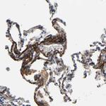 Fibulin 5 Antibody in Immunohistochemistry (Paraffin) (IHC (P))