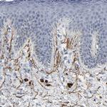 Fibulin 5 Antibody in Immunohistochemistry (Paraffin) (IHC (P))