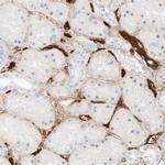 C4BPA Antibody in Immunohistochemistry (Paraffin) (IHC (P))