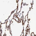 AOC3 Antibody in Immunohistochemistry (Paraffin) (IHC (P))