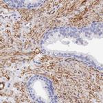 AOC3 Antibody in Immunohistochemistry (Paraffin) (IHC (P))