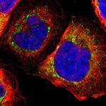 Thioredoxin 2 Antibody in Immunocytochemistry (ICC/IF)