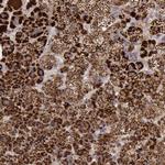 Thioredoxin 2 Antibody in Immunohistochemistry (Paraffin) (IHC (P))