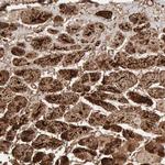 Aconitase 2 Antibody in Immunohistochemistry (Paraffin) (IHC (P))