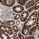 Aconitase 2 Antibody in Immunohistochemistry (Paraffin) (IHC (P))