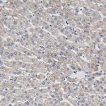 Aconitase 2 Antibody in Immunohistochemistry (Paraffin) (IHC (P))