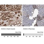 Aconitase 2 Antibody