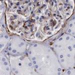 Filamin A Antibody in Immunohistochemistry (Paraffin) (IHC (P))