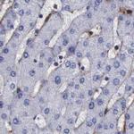 Filamin A Antibody in Immunohistochemistry (Paraffin) (IHC (P))