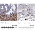 Filamin A Antibody