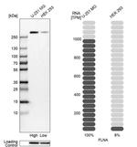 Filamin A Antibody